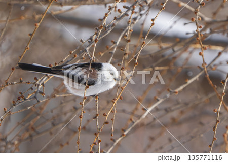 枝に止まり見つめるシマエナガ 135771116