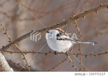 枝に止まり見つめるシマエナガ 135771117