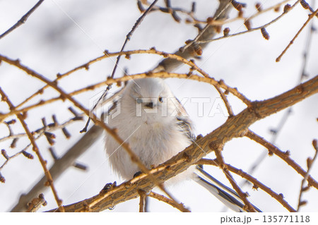 枝に止まり見つめるシマエナガ 135771118