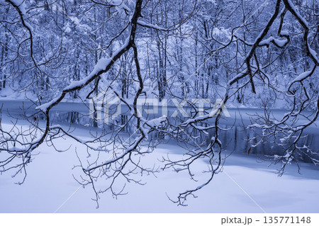 雪の積もった木 135771148