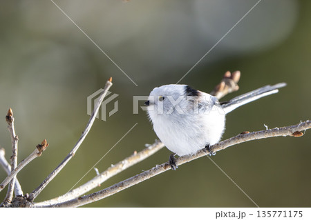 枝に止まり見つめるシマエナガ 135771175