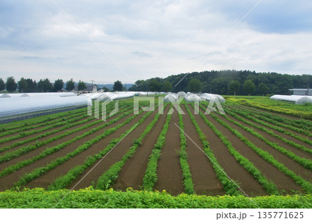 JR北海道札沼線　当別駅から北海道医療大学駅間の車窓と駅の風景(2023年夏曇り空) 135771625