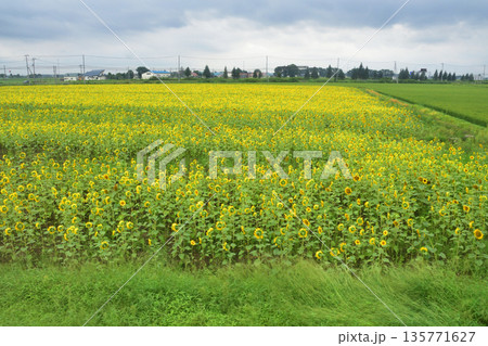 JR北海道札沼線　当別駅から北海道医療大学駅間の車窓と駅の風景(2023年夏曇り空) 135771627