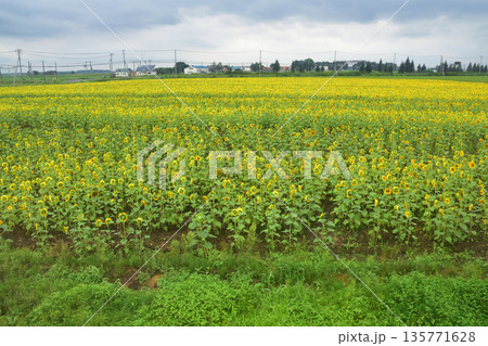 JR北海道札沼線　当別駅から北海道医療大学駅間の車窓と駅の風景(2023年夏曇り空) 135771628