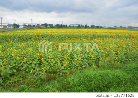JR北海道札沼線 当別駅から北海道医療大学駅間の車窓と駅の風景(2023年夏曇り空) JR北海道札沼線 当別駅から北海道医療大学駅間の車窓と駅の風景(2023年夏曇り空) 135771629