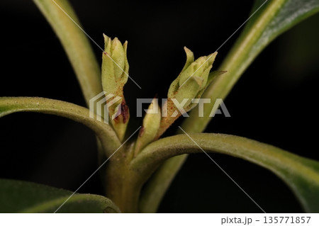 自然 植物 カルミア、一月半ばの冬芽。すでに芽吹いているようです 自然 植物 カルミア、一月半ばの冬芽。すでに芽吹いているようです 135771857