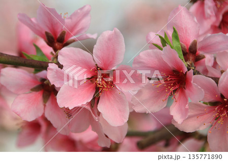 桃の花A 135771890