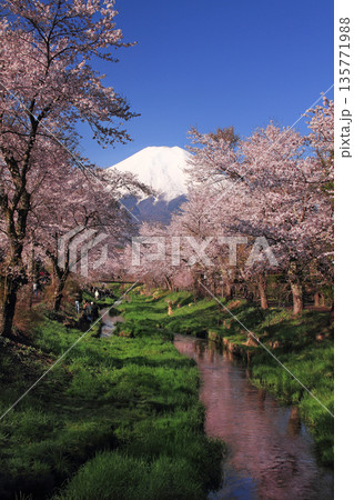 忍野八海新名庄川の桜並木 忍野八海新名庄川の桜並木 135771988