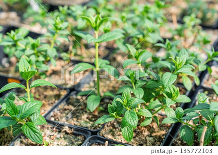 Cultivating the Future Young Green Plants in Pots Ready for Transplanting, Greenhouse, Hydrangea Cultivating the Future Young Green Plants in Pots Ready for Transplanting, Greenhouse, Hydrangea 135772103
