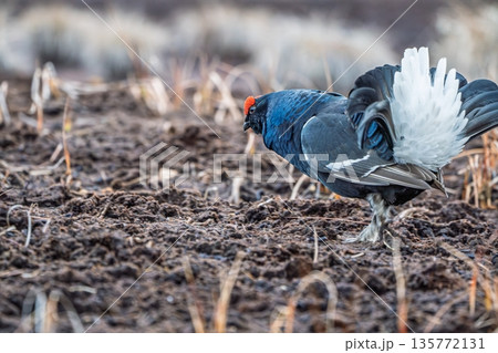 Majestic Black Grouse Displaying on Field, a Wildlife Spectacle in Natural Habitat 135772131