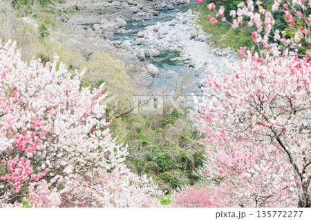高知県から愛媛県までのドライブコース 引地橋の花桃(高知県吾川郡) 高知県から愛媛県までのドライブコース 引地橋の花桃(高知県吾川郡) 135772277