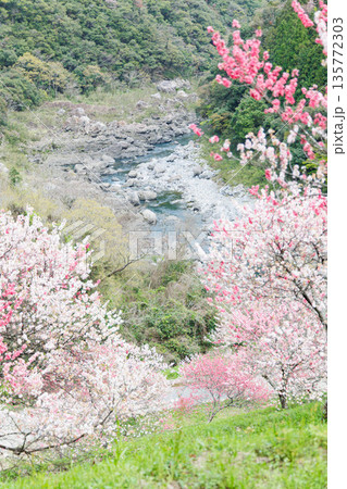 高知県から愛媛県までのドライブコース 引地橋の花桃(高知県吾川郡) 高知県から愛媛県までのドライブコース 引地橋の花桃(高知県吾川郡) 135772303