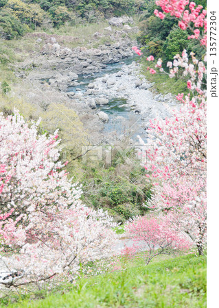 高知県から愛媛県までのドライブコース　引地橋の花桃（高知県吾川郡） 135772304