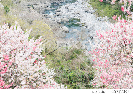 高知県から愛媛県までのドライブコース　引地橋の花桃（高知県吾川郡） 135772305