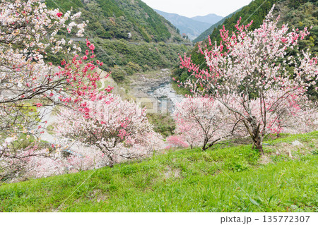 高知県から愛媛県までのドライブコース 引地橋の花桃(高知県吾川郡) 高知県から愛媛県までのドライブコース 引地橋の花桃(高知県吾川郡) 135772307