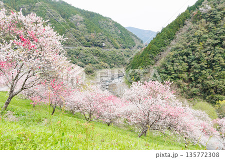 高知県から愛媛県までのドライブコース　引地橋の花桃（高知県吾川郡） 135772308