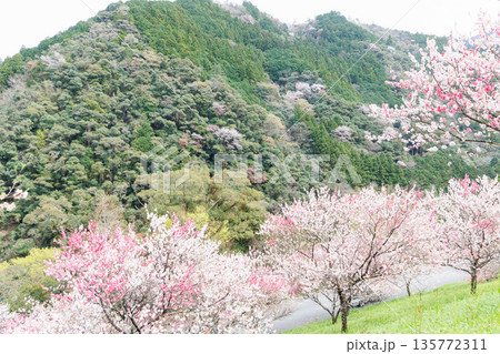 高知県から愛媛県までのドライブコース　引地橋の花桃（高知県吾川郡） 135772311
