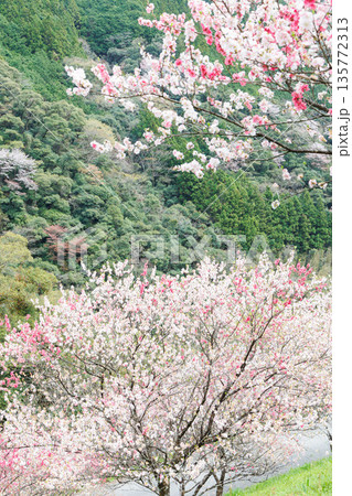 高知県から愛媛県までのドライブコース 引地橋の花桃(高知県吾川郡) 高知県から愛媛県までのドライブコース 引地橋の花桃(高知県吾川郡) 135772313