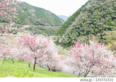 高知県から愛媛県までのドライブコース 引地橋の花桃(高知県吾川郡) 高知県から愛媛県までのドライブコース 引地橋の花桃(高知県吾川郡) 135772315
