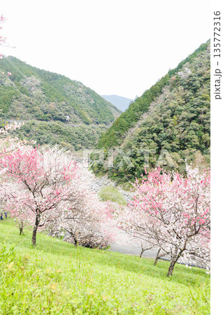 高知県から愛媛県までのドライブコース　引地橋の花桃（高知県吾川郡） 135772316