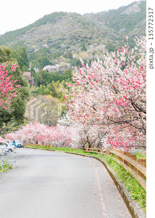 高知県から愛媛県までのドライブコース　引地橋の花桃（高知県吾川郡） 135772317