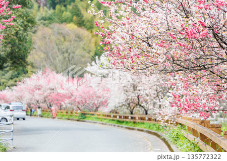 高知県から愛媛県までのドライブコース 引地橋の花桃(高知県吾川郡) 高知県から愛媛県までのドライブコース 引地橋の花桃(高知県吾川郡) 135772322