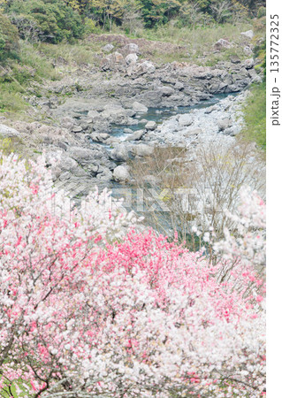 高知県から愛媛県までのドライブコース　引地橋の花桃（高知県吾川郡） 135772325