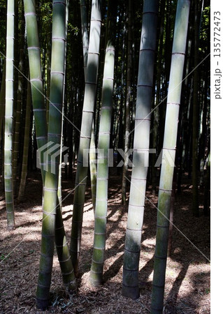 竹林に差し込む光 135772473
