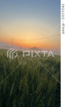 朝焼けと稲穂の田園風景 135772562