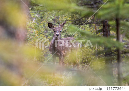 森の中に佇むミュールジカ(Odocoileus hemionus) 森の中に佇むミュールジカ(Odocoileus hemionus) 135772644