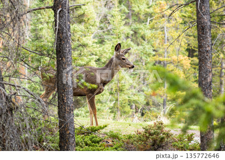 森の中に佇むミュールジカ（Odocoileus hemionus） 135772646