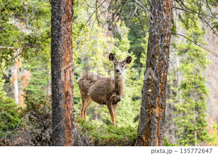 森の中に佇むミュールジカ（Odocoileus hemionus） 135772647