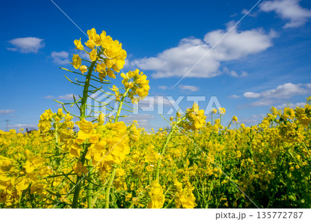菜の花畑 135772787