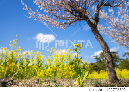 菜の花畑 菜の花畑 135772803