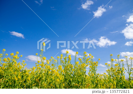 菜の花畑 135772821