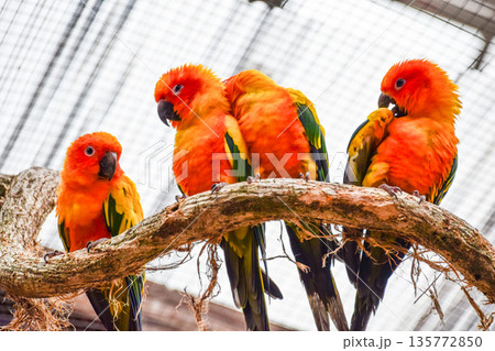 コガネメキシコインコ コガネメキシコインコ 135772850