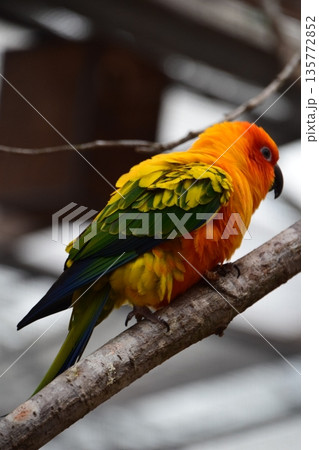 コガネメキシコインコ コガネメキシコインコ 135772852