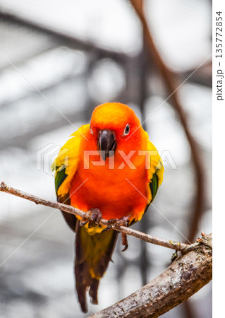 コガネメキシコインコ 135772854