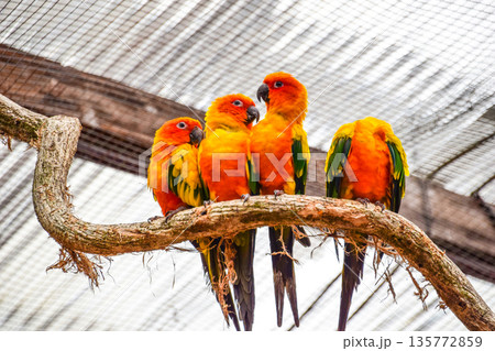 コガネメキシコインコ 135772859