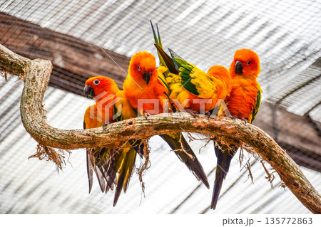 コガネメキシコインコ 135772863