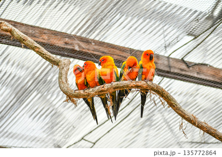 コガネメキシコインコ 135772864