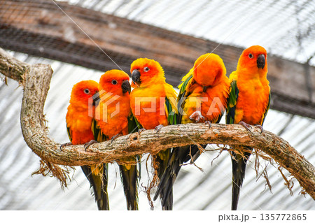 コガネメキシコインコ 135772865