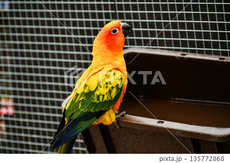 コガネメキシコインコ コガネメキシコインコ 135772868