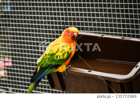 コガネメキシコインコ 135772869