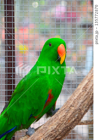 オオハナインコ 135772870