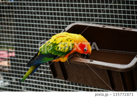 コガネメキシコインコ 135772871