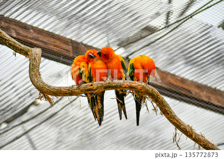 コガネメキシコインコ コガネメキシコインコ 135772873