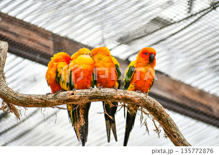 コガネメキシコインコ 135772876