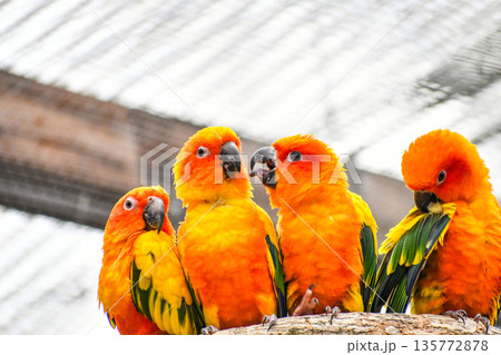 コガネメキシコインコ 135772878