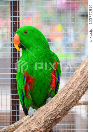 オオハナインコ 135772914